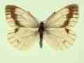 Pieris napi female (aberrant form interjuncta 3) (Internet Image property of respective owner, non-commercial use only)